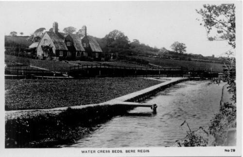 Cress Beds - Bere Regis